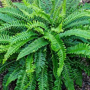 Blechnum spicant -Erdei bordapáfrány