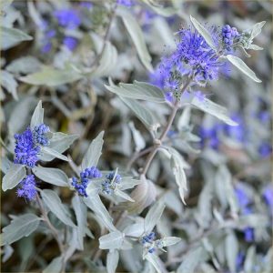 Caryopteris clandonensis 'Sterling Silver' – Ezüstlevelű angol kékszakáll