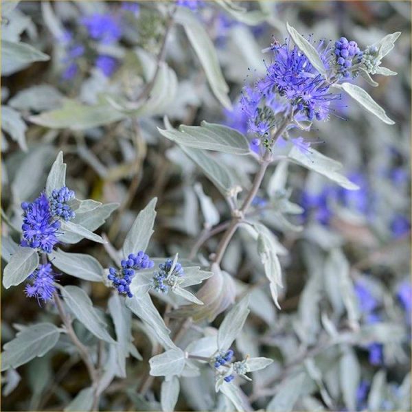 Caryopteris clandonensis 'Sterling Silver' – Ezüstlevelű angol kékszakáll
