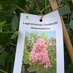 Lagerstroemia indica 'Comanche' - Kínai selyemmirtusz