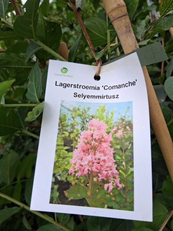 Lagerstroemia indica 'Comanche' - Kínai selyemmirtusz