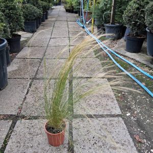Stipa tenuissima 'Pony Tails' - Mexikói árvalányhaj
