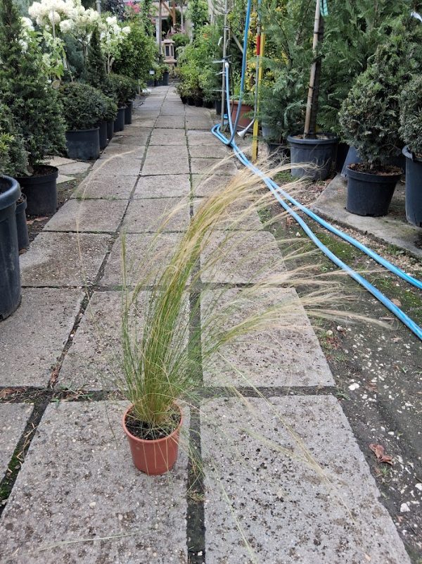 Stipa tenuissima 'Pony Tails' - Mexikói árvalányhaj