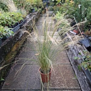 Mexikói árvalányhaj, Stipa tenuissima 'Pony Tails'