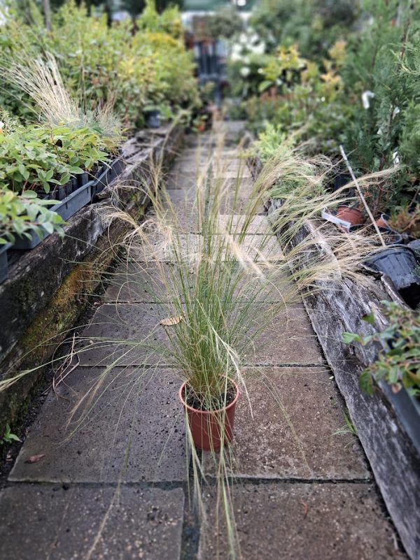 Stipa tenuissima 'Pony Tails' - Mexikói árvalányhaj - Image 3