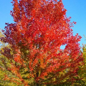 Acer rubrum x freemanii Armstrong/Hibrid vörös juhar