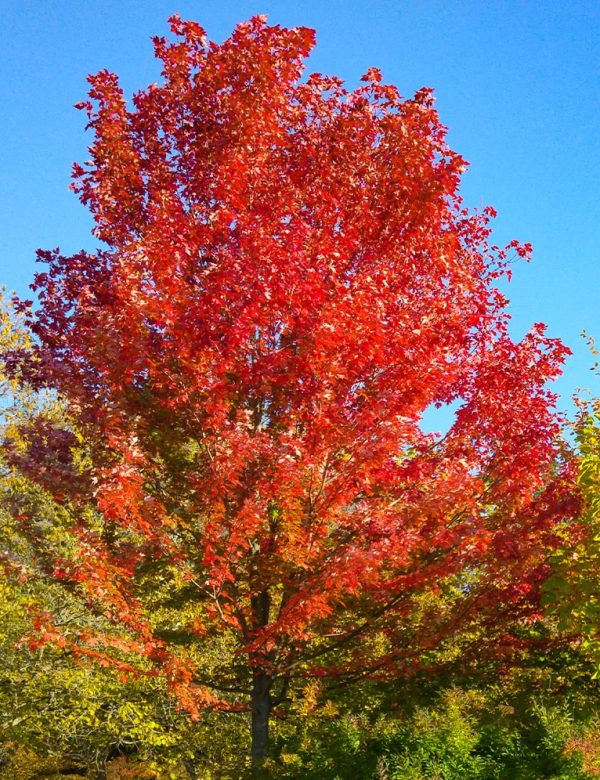 Acer rubrum x freemanii Armstrong/Hibrid vörös juhar