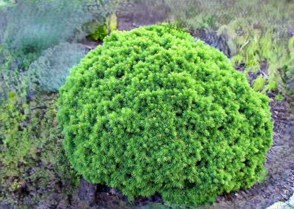 Picea glauca 'Alberta Globe' – Törpe gömb lucfenyő - Image 2