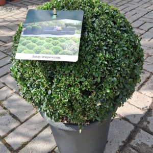 Buxus sempervirens 'Suffruticosa' - Gömb puszpáng 35cm