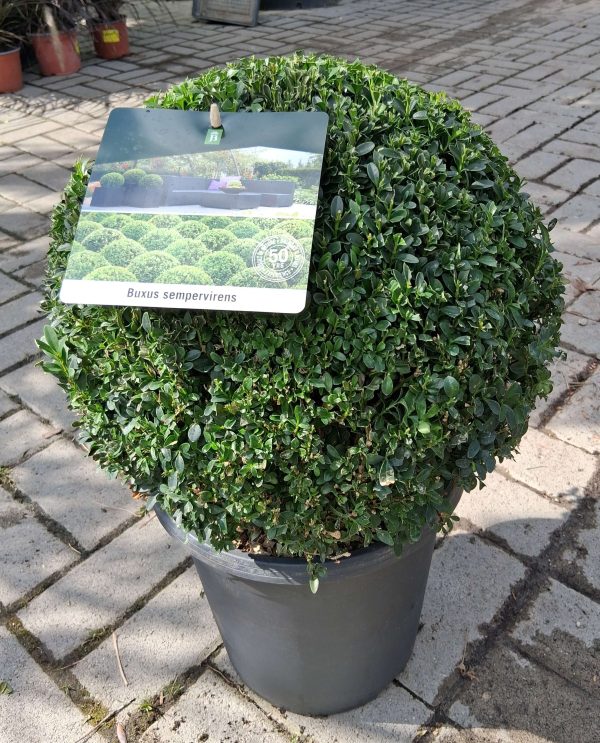 Buxus sempervirens 'Suffruticosa' - Gömb puszpáng 35cm