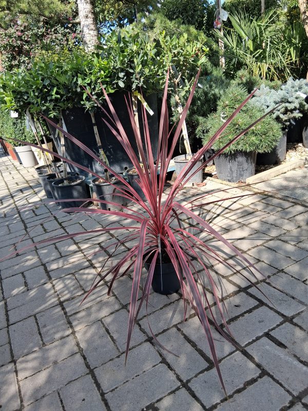 Cordyline australis 'Charlie Boy' - Déli bunkóliliom - Image 2
