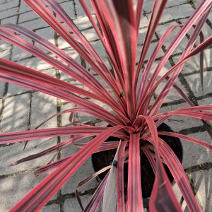 Cordyline australis 'Charlie Boy' - Déli bunkóliliom