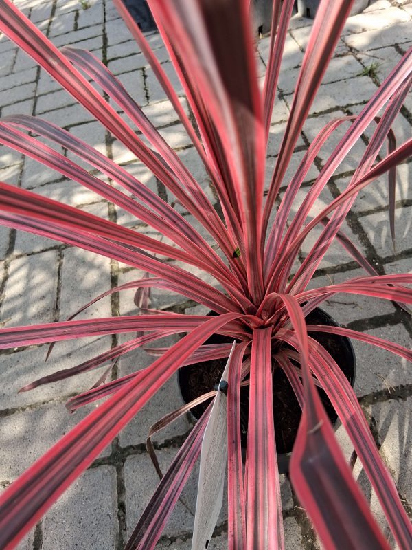 Cordyline australis 'Charlie Boy' - Déli bunkóliliom