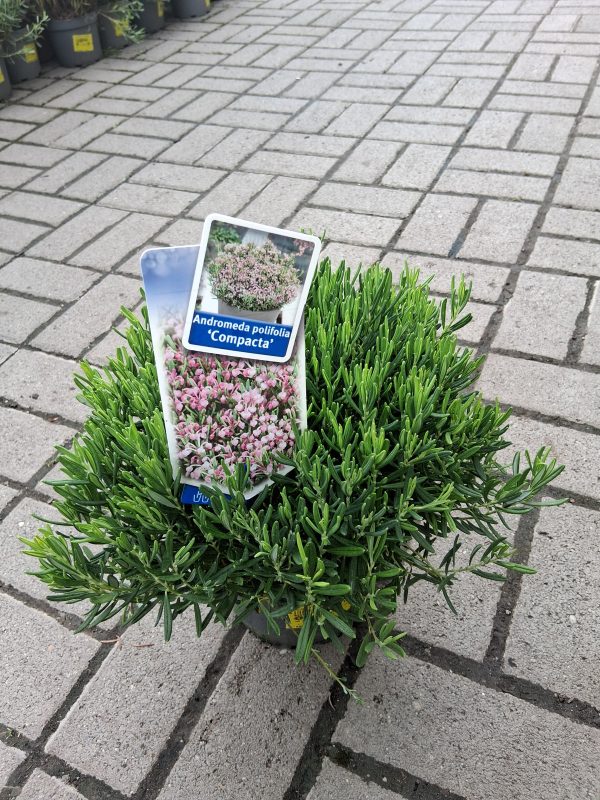 Andromeda polifolia 'Compacta' - Törpe tőzegrozmaring