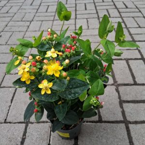 Hypericum 'Miracle' - Orbáncfű