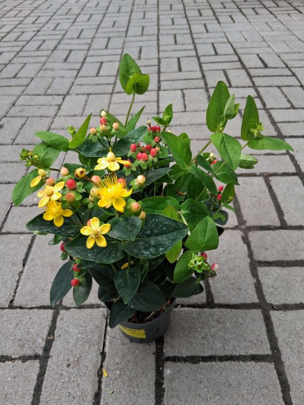 Hypericum 'Miracle' - Orbáncfű
