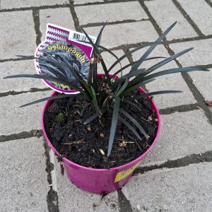 Ophiopogon planiscapus 'Niger' - Fekete levelű kígyószakáll