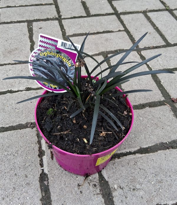 Ophiopogon planiscapus 'Niger' - Fekete levelű kígyószakáll