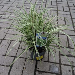 Carex morrowii 'Goldband' – Japán sás