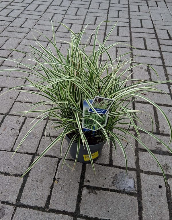 Carex morrowii 'Goldband' – Japán sás
