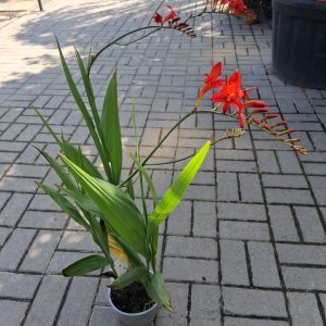 Crocosmia 'Lucifer' - Füzéres sáfrányfű