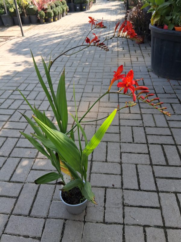 Crocosmia 'Lucifer' - Füzéres sáfrányfű