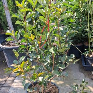Photinia 'Magical Volcano' – Korallberkenye