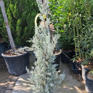 Cupressus arizonica – Arizonai ciprus