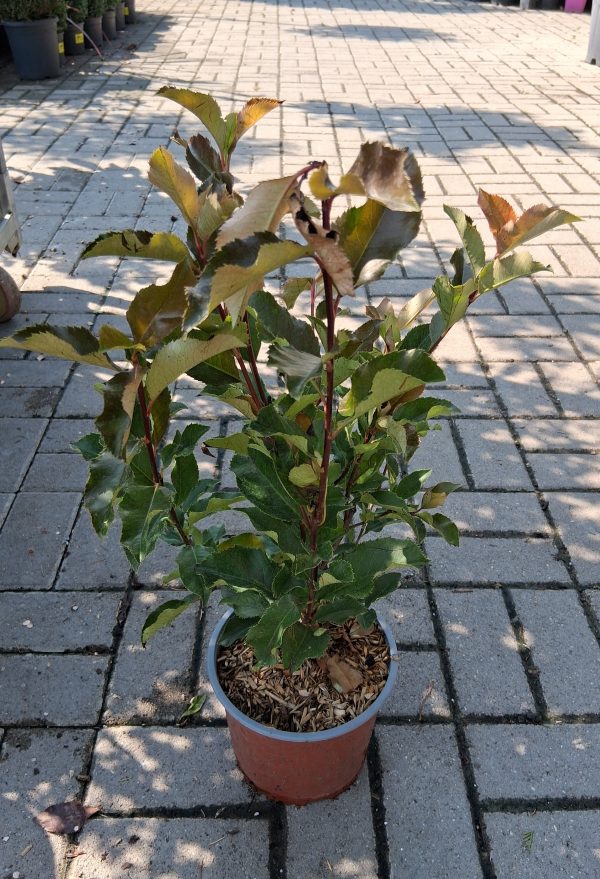 Photinia 'Magical Volcano' – Korallberkenye