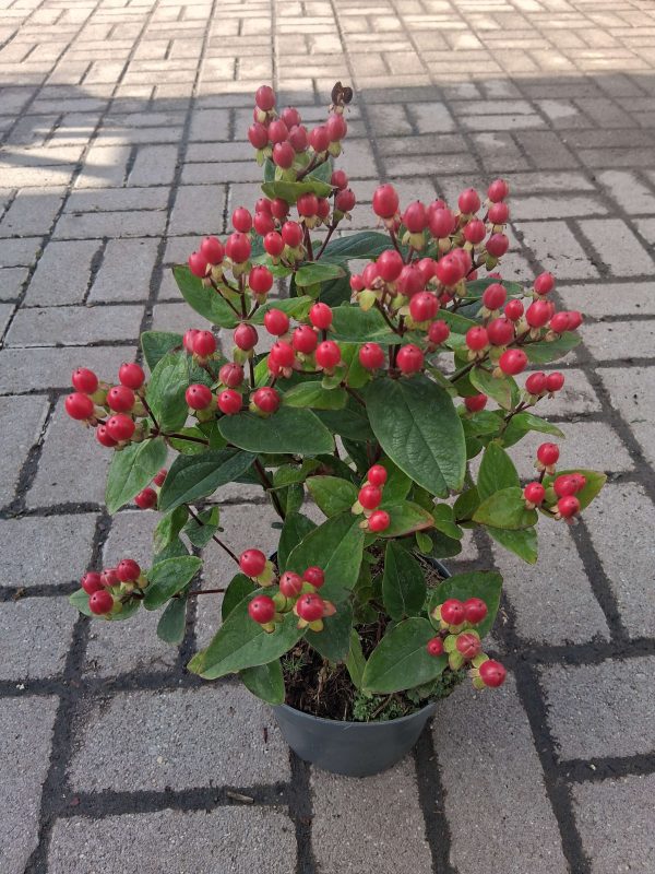 Hypericum 'Miracle Grandeur' - Orbáncfű - Image 2