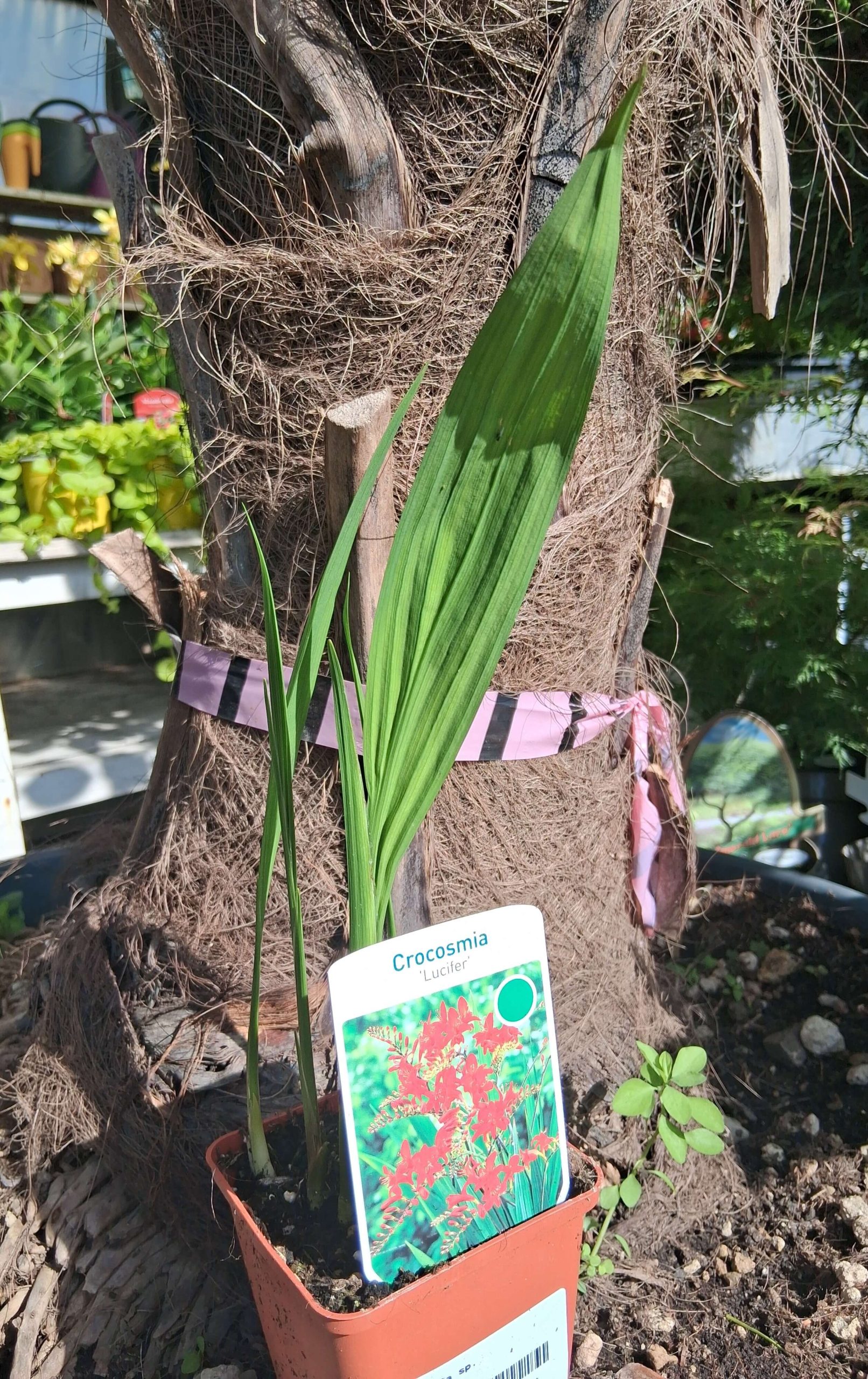 Crocosmia 'Lucifer' - Füzéres sáfrányfű - Image 2