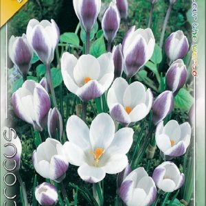 Crocus 'Prince Claus' - Korai krókusz