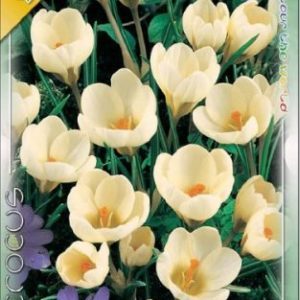 Crocus 'Cream Beauty' - Sárga botanikai krókusz