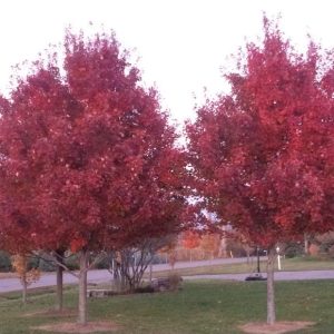 Acer rubrum New World/Vörös juhar