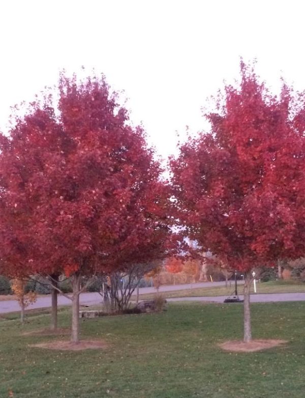 Acer rubrum New World/Vörös juhar