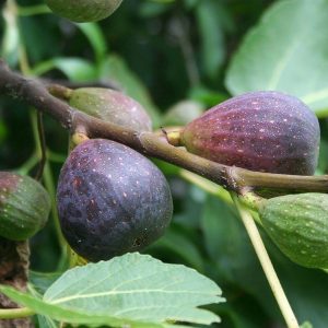 Ficus carica 'Violette de Sollies' – Fekete füge