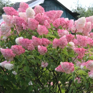 Hydrangea paniculata Fraise Melba bugás hortenzia virágzó állapotban