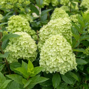 Hydrangea paniculata Little Spokey – törpe bugás hortenzia virágzó állapotban