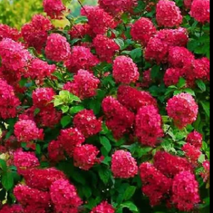 Hydrangea paniculata Wims Red