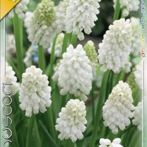 Muscari 'White Magic' – fehér fürtös gyöngyike virág kertben