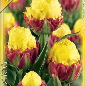 Tulipa Ice Cream Banana – halványsárga, telt virágú különleges tulipán