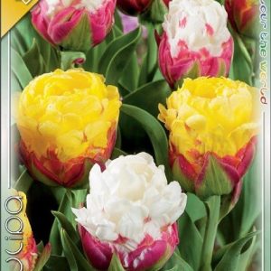 Tulipán Ice Cream Cocktail virághagyma – többszirmú, fagylalt formájú tulipán