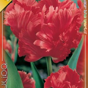 Tulipa 'Bastogne Parrot' - Papagáj virágú tulipán
