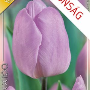 Tulipa 'Candy Prince' - Lila virágú tulipán