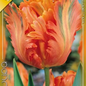 Tulipa 'Orange Favourite'- Papagájvirágú tulipán