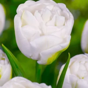 Mount Tacoma teltvirágú fehér tulipán virághagyma