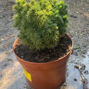 Picea glauca 'Alberta Globe' – Törpe gömb lucfenyő