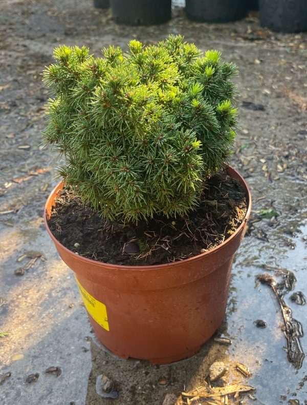 Picea glauca 'Alberta Globe' – Törpe gömb lucfenyő