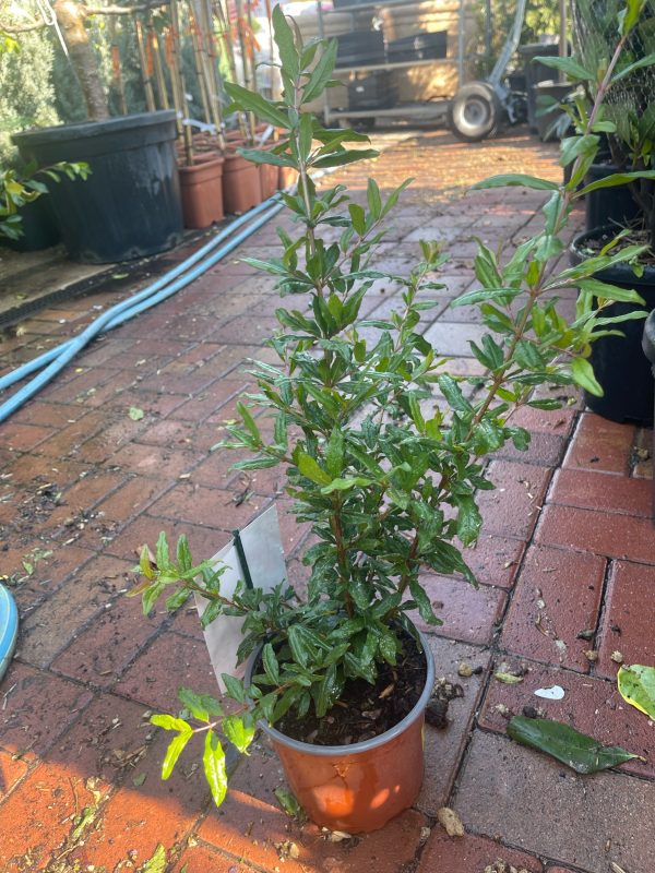 Punica granatum 'Kazake' – Kazake gránátalma