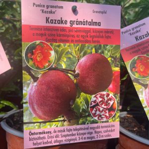 Punica granatum 'Kazake' – Kazake gránátalma